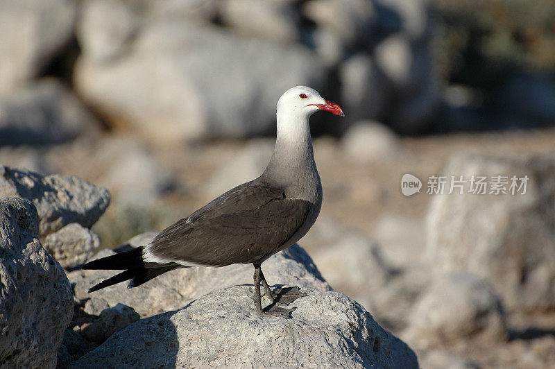 赫尔曼鸥，Larus heermanni